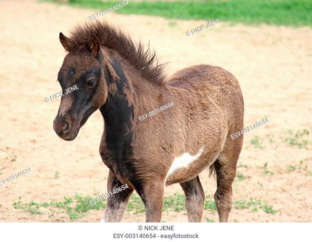 young miniature horse foal