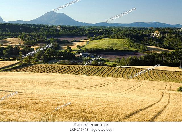 Landscape with grain fields, Alpes-de-Haute-Provence, Provence, France