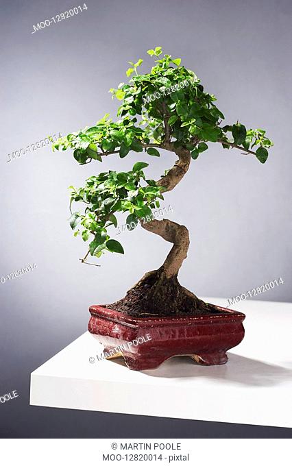 Bonsai Tree on table