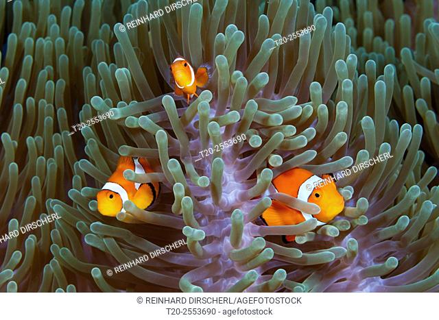 Clown Anemonefishes, Amphiprion ocellaris, Komodo National Park, Indonesia