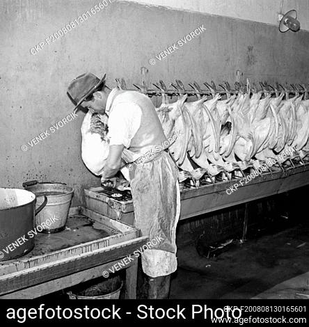 ***OCTOBER 24, 1949, FILE PHOTO*** The eight large enterprises in Libuse, managed by the Agricultural Products Management Centre