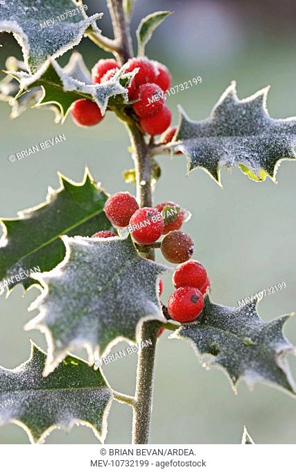 Frost on Holly (Ilex aquifolium)