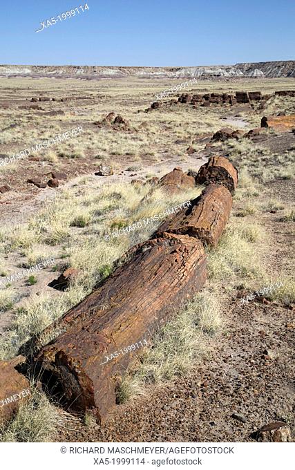 USA, Arizona, Petrified Forest National Park, Long Logs Trail, petrified logs from the late Triassic period, 225 million years ago