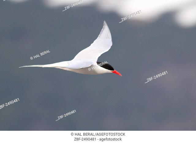 South America Tern. (Sterna hirundinacea). Ushuaia, Argentina