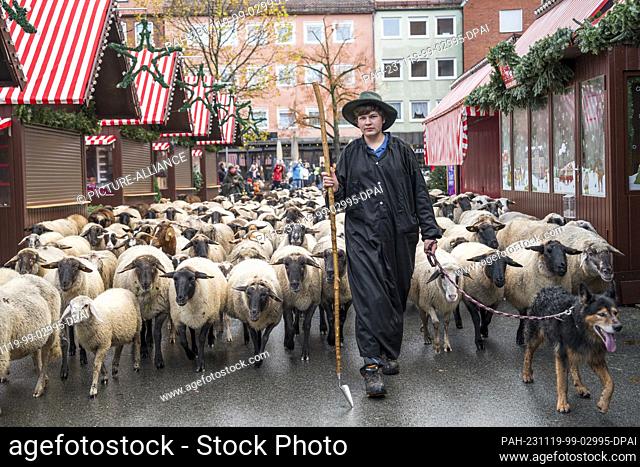 19 November 2023, Bavaria, Nuremberg: Tim Gackstatter, son of shepherd Thomas Gackstatter, walks with the sheep through Nuremberg's city center