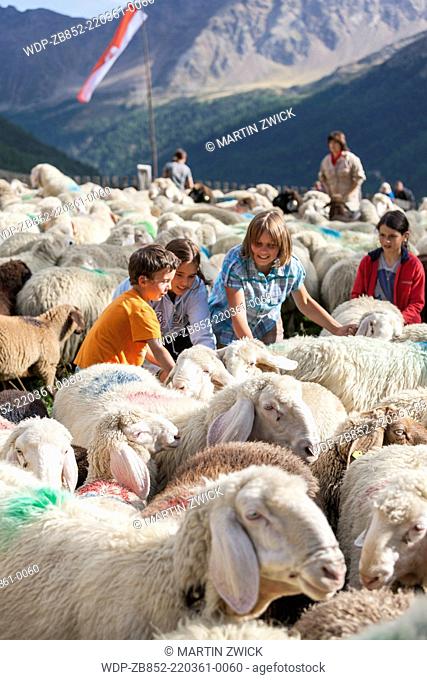 Transhumance - the great sheep trek across the main alpine crest in the Otztal Alps between South Tyrol, Italy, and North Tyrol, Austria