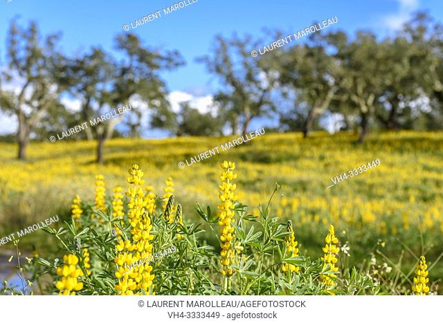 Yellow Lupins flowering in Cork Oak Dehesa near Montargil, Portalegre District, Alentejo Region, Portugal, Europe
