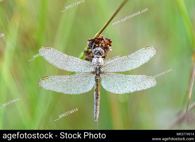 Common Darter female with water drops
