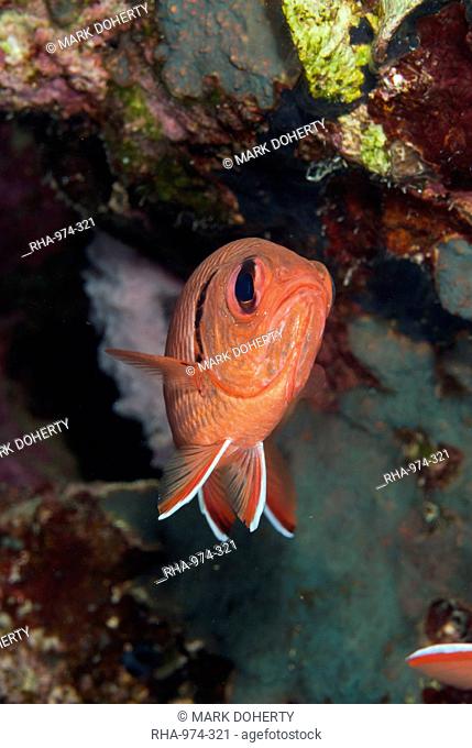 Blotcheye soldierfish (Myripristis murdjan), Naama Bay, Sharm el-Sheikh, Sinai, Red Sea, Egypt, North Africa, Africa