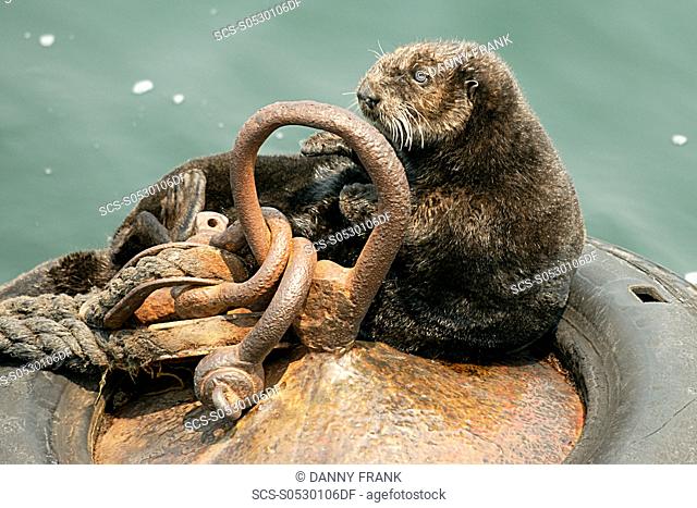 southern sea otter enhydra lutris nereis hauled out on a mooring ball, endangered, Monterey bay national marine sanctuary, California, usa, pacific ocean