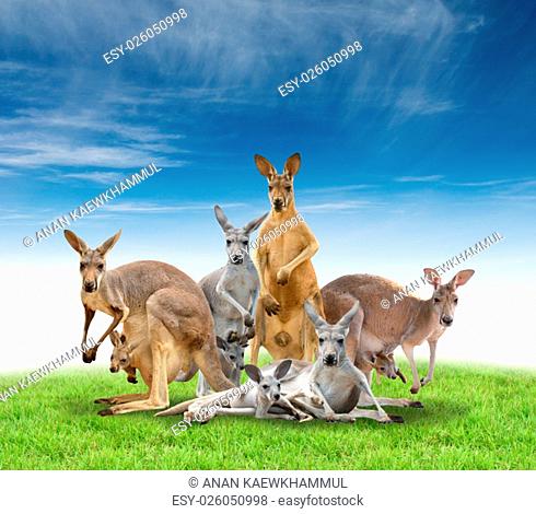 group of kangaroo with green grass and blue sky