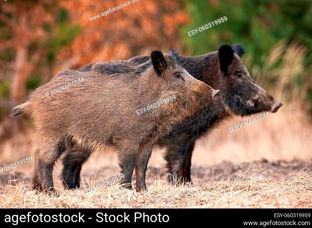 Two alert wild boars, sus scrofa, standing on field in autumn nature. Attentive hairy animals looking aside on dry grass in fall