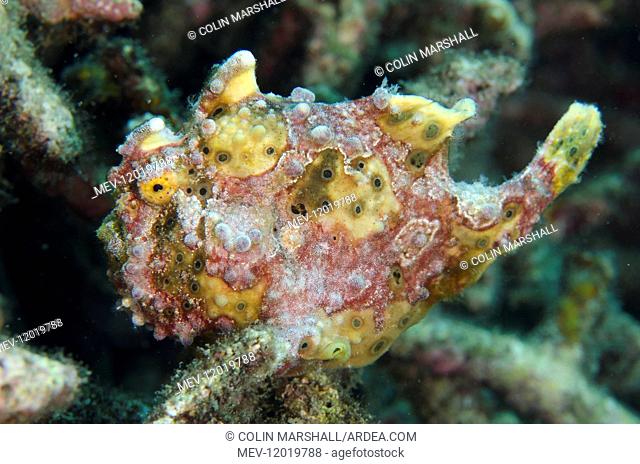 Warty Frogfish - Bianca dive site, Lembeh Straits, Sulawesi, Indonesia