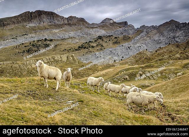 rebaño de ovejas, Linza, Parque natural de los Valles Occidentales, Huesca, cordillera de los pirineos, Spain, Europe