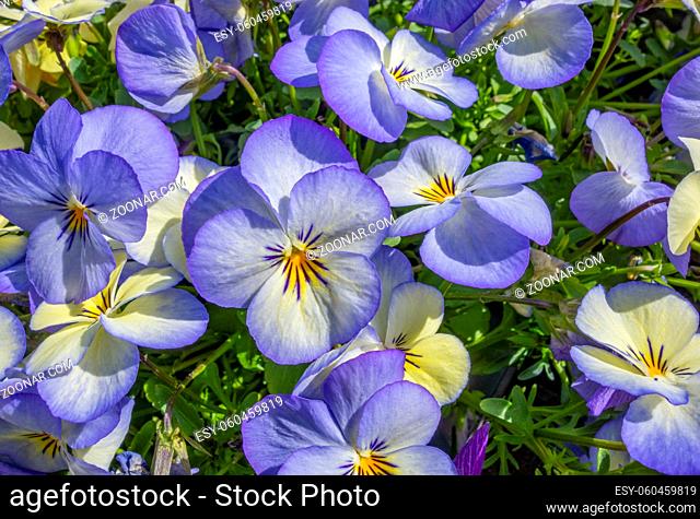 full frame colorful pansy flowers closeup