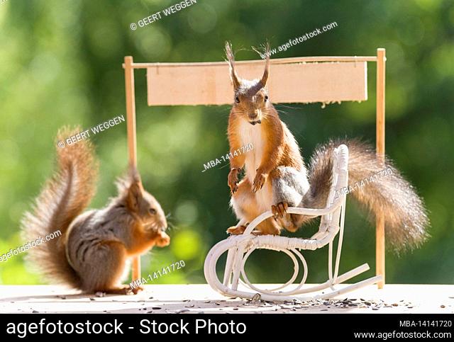red squirrel sitting in an rocking chair