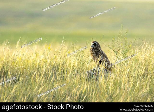 Short-eared owl, Asio flammeus, perched on a rock near Medicine Hat, Alberta, Canada