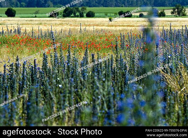 21 June 2022, Brandenburg, Beelitz: Poppies and so-called common viper's bugloss bloom in a cornfield. The flowers belong to the ""blooming wave of the...