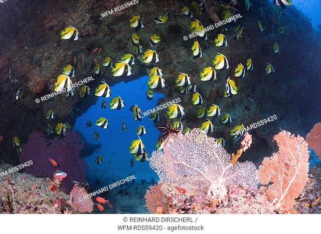 Masked Bannerfish, Heniochus monoceros, Himendhoo Thila, North Ari Atoll, Maldives