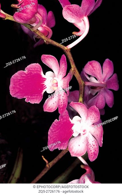 Aerides Maculosum. Family: Orchidaceae. An epiphytic orchid which usually flowers at the beginning of the monsoon. The flowers are not scented