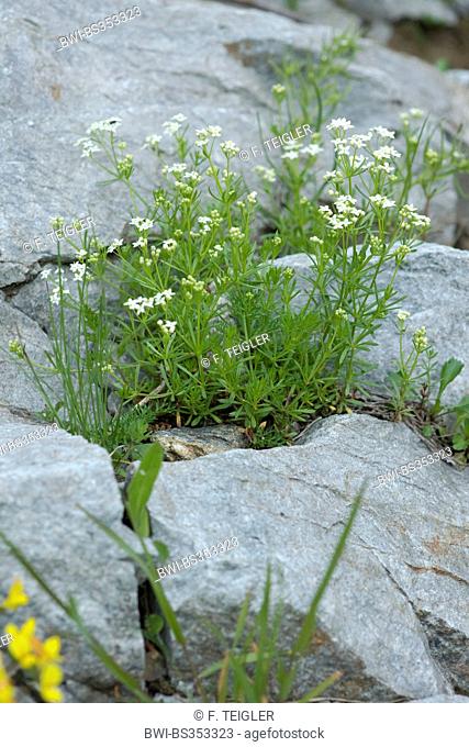 Alpine Bedstraw (Galium anisophyllon), blooming, Switzerland, Sustenpass