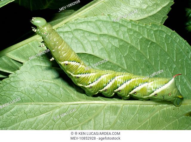 MOTH - TOMATO HORNWORM, larvae of Five-Spotted HAWK-MOTH (Manduca quinquemaculata). Found throughout California, USA. Garden / crop pest