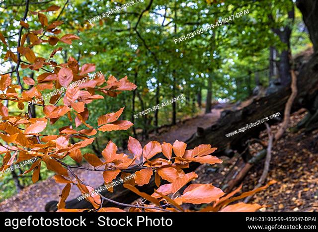 05 October 2023, Saxony, Schmilka: Deciduous trees in the National Park ""Saxon Switzerland"" begin to turn autumnal colors