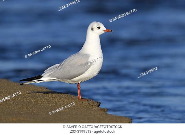Black-headed Gull (Chroicocephalus ridibundus), side view of an adult in winter plumage standing on the shore