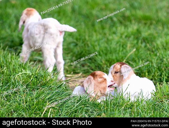 14 April 2020, Brandenburg, Doberlug-Kirchhain: Three young goats play in the grass. Photo: Soeren Stache/dpa-Zentralbild/ZB