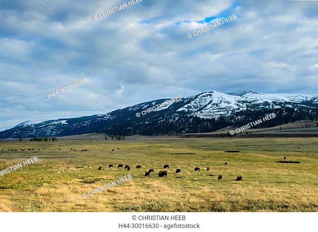 North America, USA, Rocky Mountains, Rockies, Montana, Yellowstone National Park, UNESCO, World Heritage, Bison herd in Lamar Valley