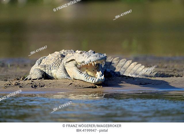 Nile Crocodile (Crocodylus niloticus), sunbathing, gaping mouth, on a sandbank, Zambezi River, Lower Zambezi National Park, Zambia