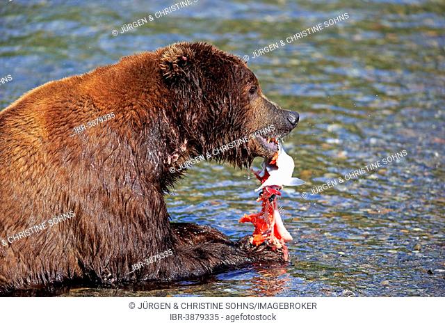 Grizzly Bear (Ursus arctos horribilis) adult, feeding in the water, Brooks River, Katmai National Park and Preserve, Alaska, United States