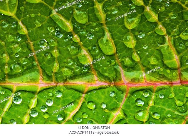 Raindrops on Poinsettia leaf. Lively, Ontario, Canada