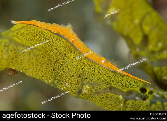 Adult Tozeuma shrimp (Tozeuma lanceolatum), resting on sponge, with algal symbiont, Lembeh Strait, Sulawesi, Greater Sunda Islands, Indonesia, Asia