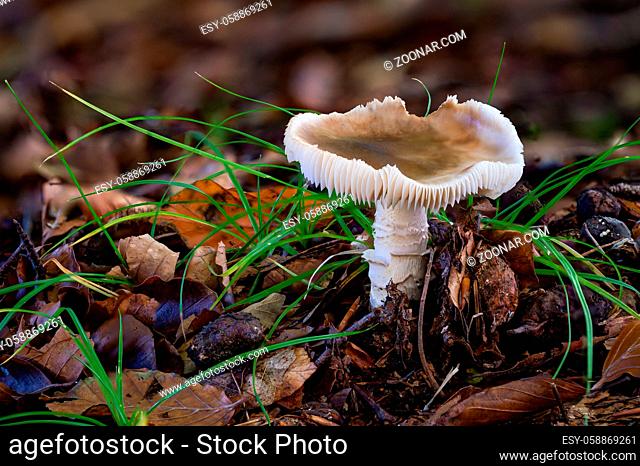 Pluteus cervinus, also known as Pluteus atricapillus and commonly known as the deer shield or the deer or fawn mushroom, is a mushroom that belongs to the large...
