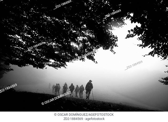 Hikers walking in misty forest path  Montseny Natural Park  Barcelona  Catalonia  Spain