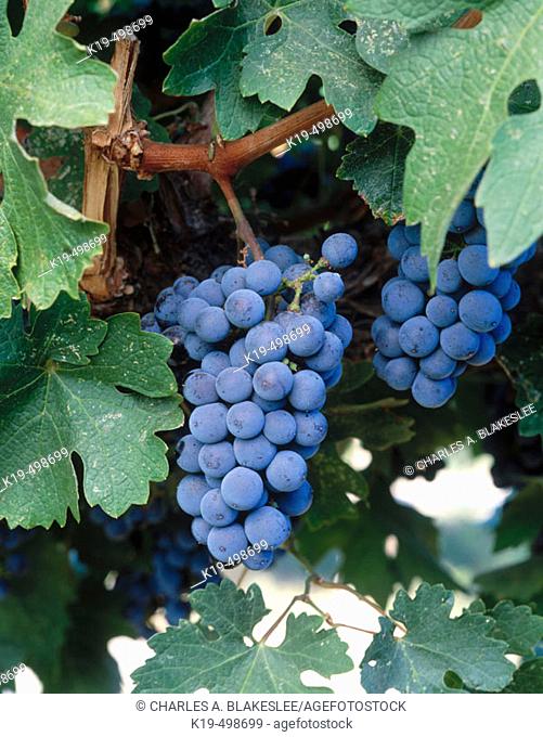 Cabernet Sauvignon grapes. Red Mountain appellation, Columbia Valley, Eastern Washington, USA