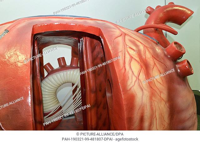 09 March 2019, Saxony, Leipzig: This heart model is located in the lecture hall of the Heart Center Leipzig. Photo: Volkmar Heinz/dpa-Zentralbild/ZB