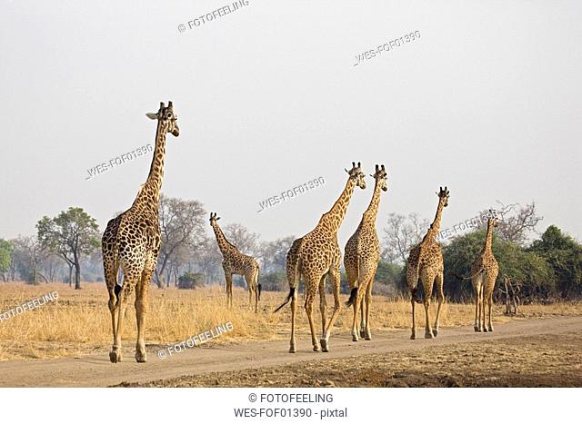 Giraffe Giraffa camelopardalis herd