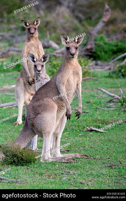 Three curious kangaroos alerted by sounds in the bushland of the beautiful coastal area of south coast of New South Wales Australia