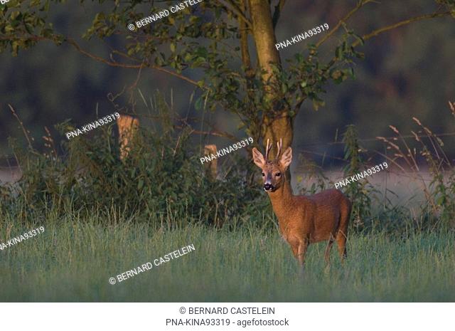 Roe Deer Capreolus capreolus - Wuustwezel, Antwerp, Flanders, Belgium, Europe