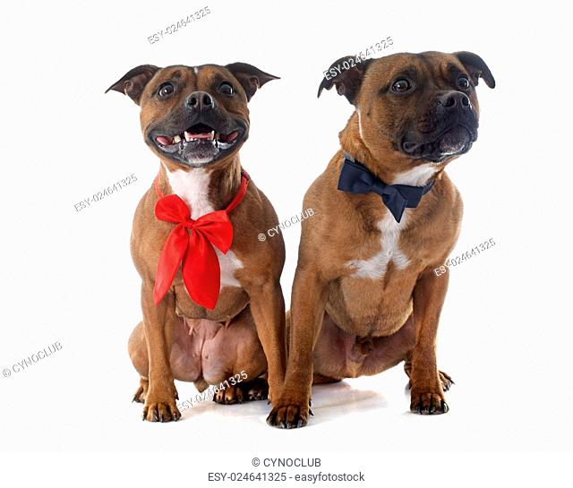 two Staffordshire bull terrier in front of white background