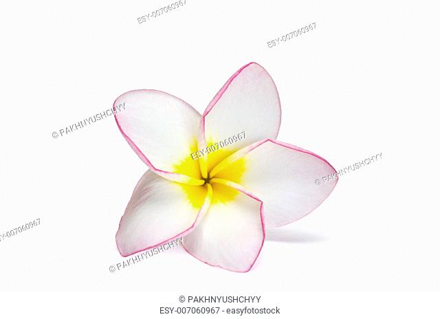 flower frangipani on white background