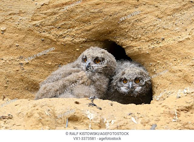 Eurasian Eagle Owls / Europaeische Uhus ( Bubo bubo ), young chicks, in front of their nesting site in a sand pit, funny wildlife, Europe