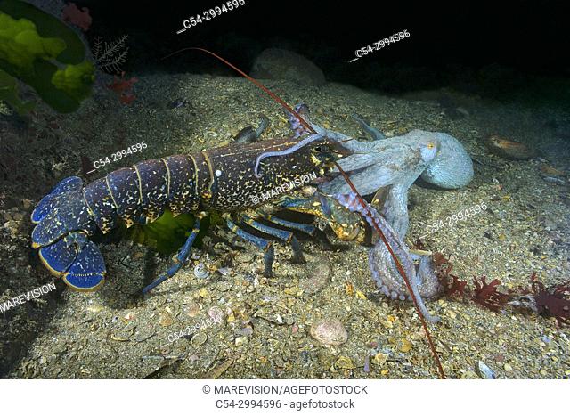 Common lobster (Homarus gammarus) defending of the octopus attack (Octopus vulgaris). Eastern Atlantic. Galicia. Spain. Europe