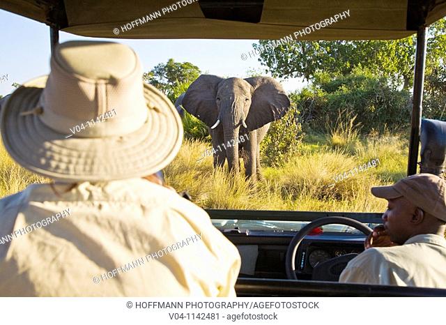 A tourist watching an african elephant right in front of the car in Botswana, Africa