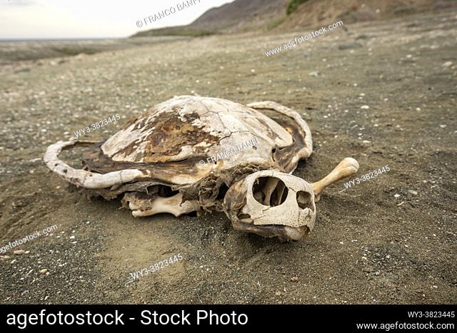 Turtle shell (carapace) skeleton on the beach at Magdalena Island, Magdalena Bay, West Coast of Baja California, Pacific Ocean, Mexico