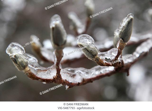 Buds on the branch of a tree covered in ice after an ice storm in Toronto, Ontario, Canada. - TORONTO, ONTARIO, CANADA, 25/03/2016