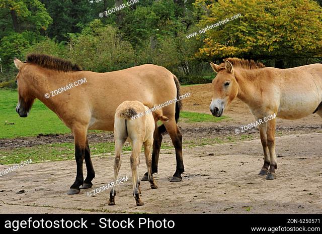 The Przewalski's horse with Foals