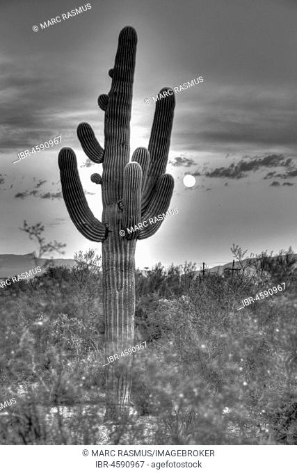 Saguaro (Carnegiea gigantea) with full moon, National Park, Sonora Desert, Tucson, Arizona, USA